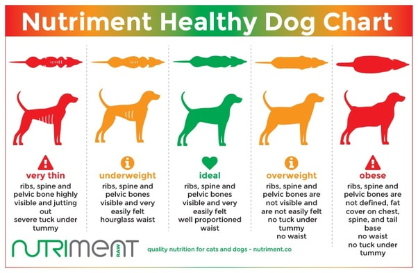 Does your dog need to loose weight?
